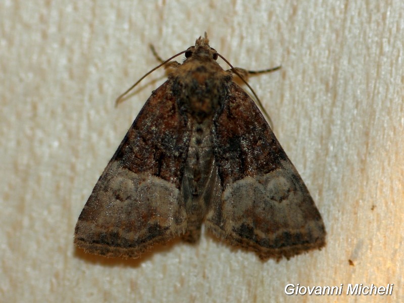 Falena 3 da determinare - Mesoligia furuncula, Noctuidae